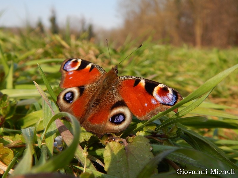 Aglais io : la mia prima farfalla quest''anno